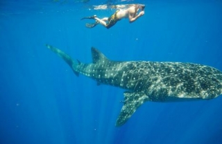 Snorkel con tiburón ballena